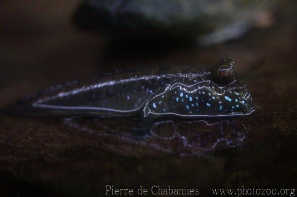 Atlantic mudskipper