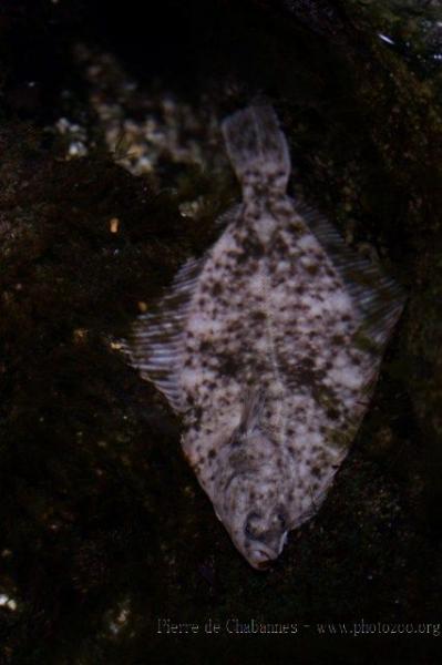 European flounder