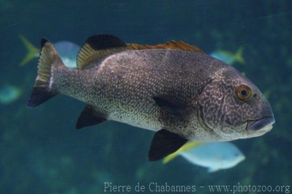 Two-striped sweetlips