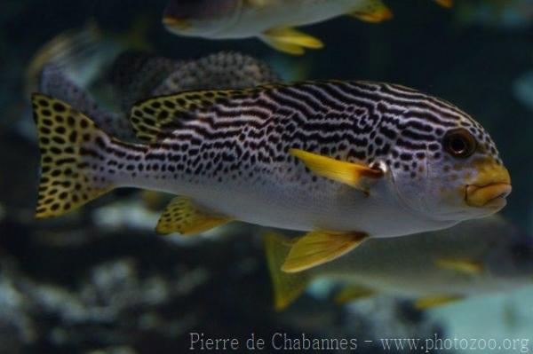 Yellowbanded sweetlips