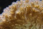 Caudiflower coral