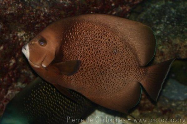 Grey angelfish