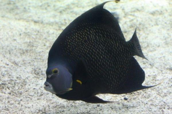 French angelfish