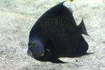 French angelfish