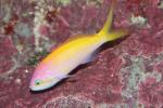 Threadfin anthias