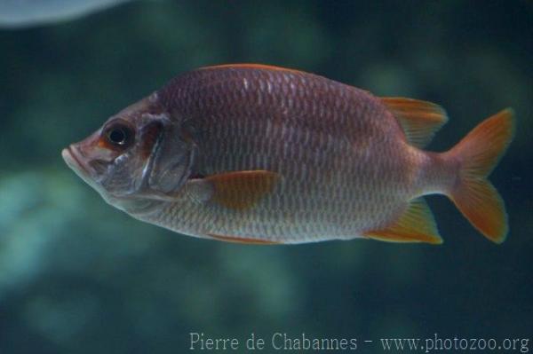 Sabre squirrelfish