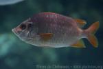 Sabre squirrelfish