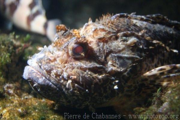 Red scorpionfish