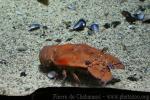 Mediterranean slipper lobster