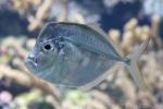 Atlantic moonfish