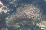 Thin birdsnest coral