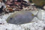 Yellowspotted spinefoot