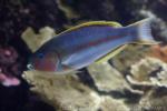 Klunzinger's wrasse