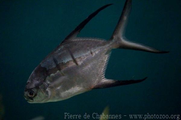 Great pompano