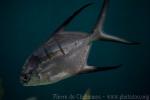 Great pompano