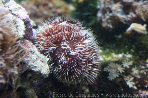 Collector urchin