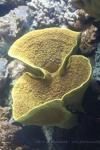 Yellow scroll coral