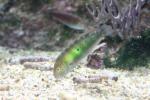 Green razorfish