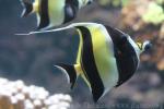 Moorish idol