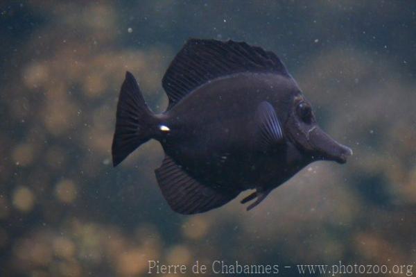 Longnose surgeonfish