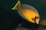 Chocolate surgeonfish