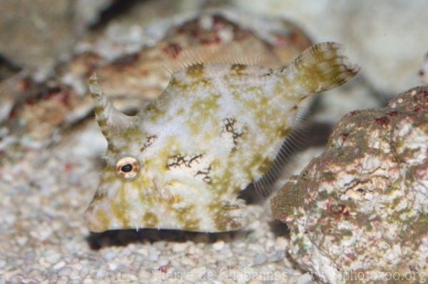 Bristletail filefish