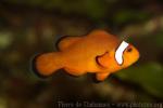 Clown anemonefish