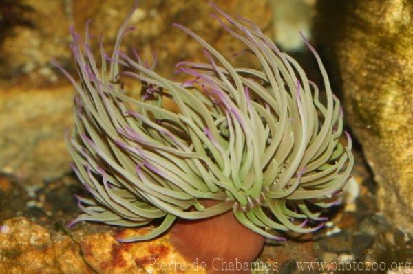 Snake-locks anemone