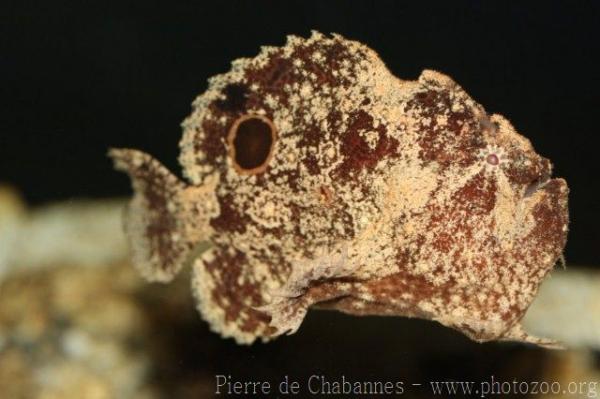 Spotfin frogfish *