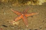 Common starfish