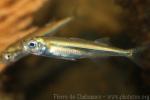 Sand smelt