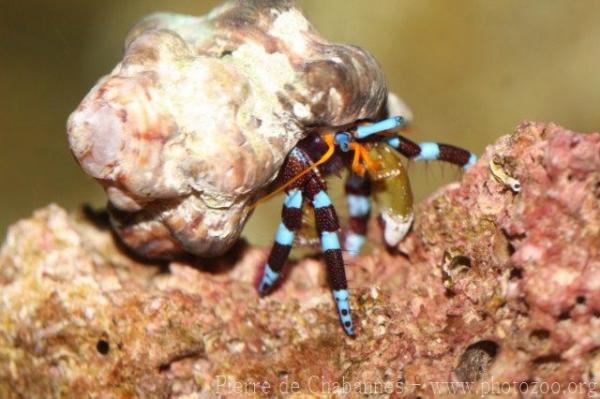 Electric blue hermit crab