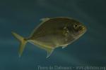 Malabar trevally *