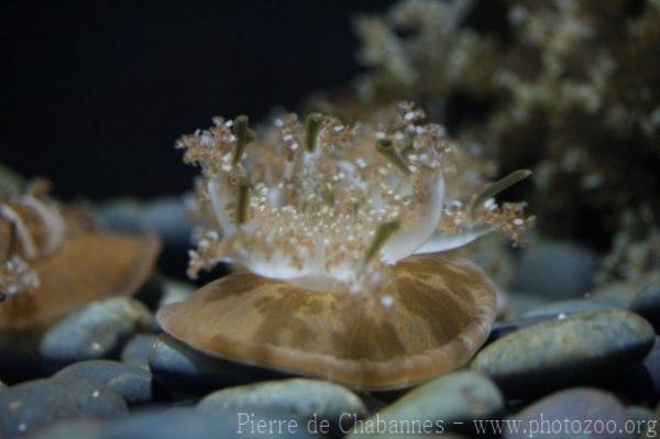 Common upside-down jellyfish