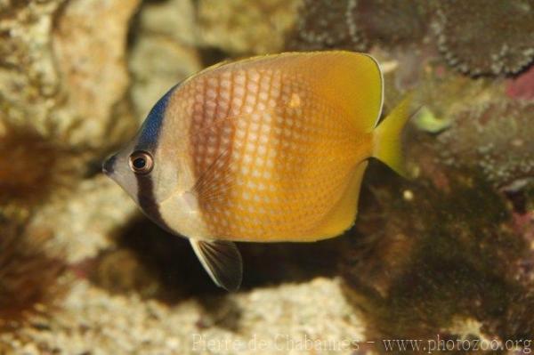 Sunburst butterflyfish