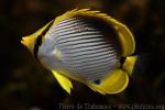 Blackback butterflyfish