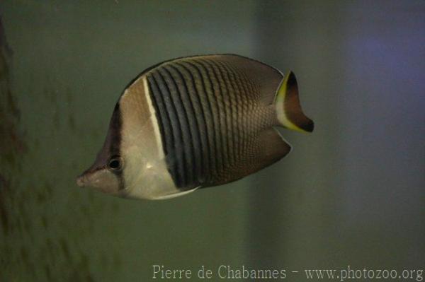 White-face butterflyfish *