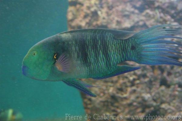 Broomtail wrasse *