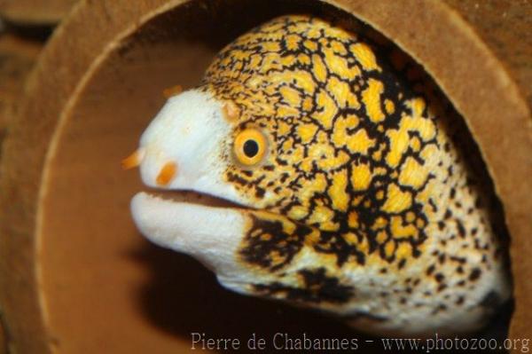 Snowflake moray