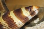 Barred moray