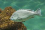 Speckled blue grouper