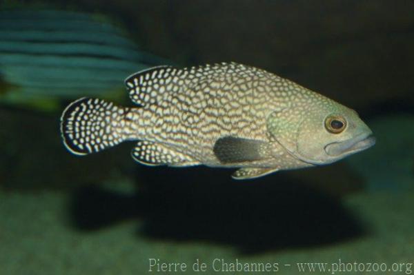 White-streaked grouper