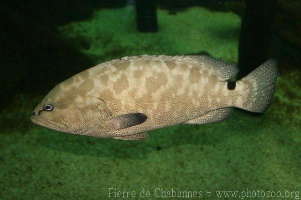 Camouflage grouper *