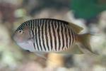 Zebra angelfish *