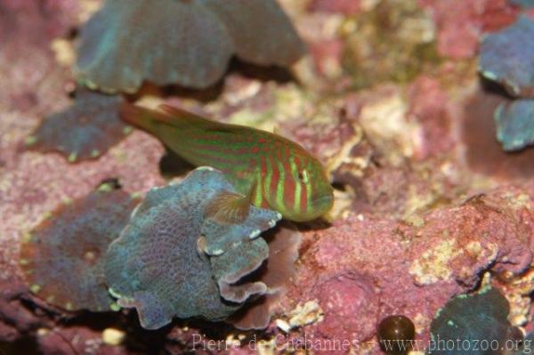 Broadbarred goby