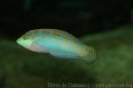 Adorned wrasse *