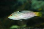 Checkerboard wrasse