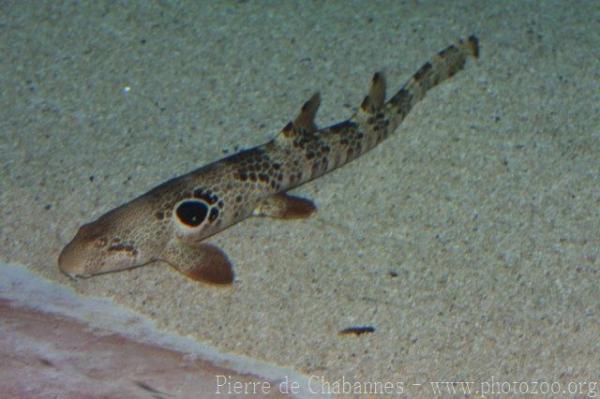 Speckled carpetshark