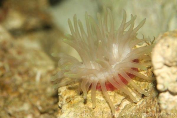 Magnificent sea anemone