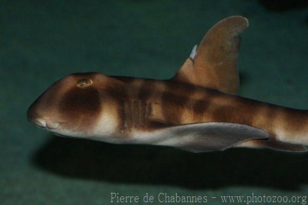 Japanese bullhead shark *